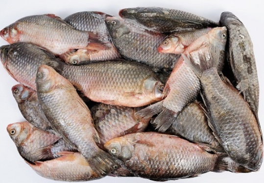 Карась с/м, нерозібраний, 200г+, ДСТУ 4868, 1 кг